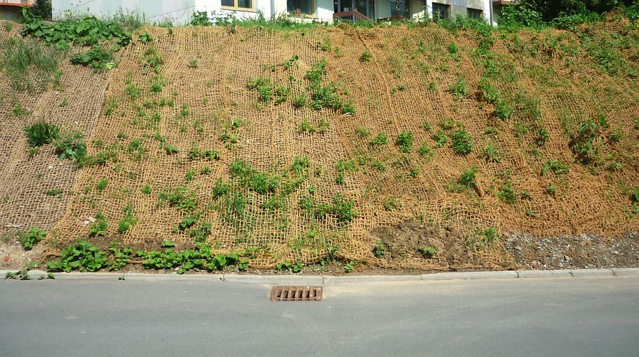 Zbyt rzadkie nasadzenia